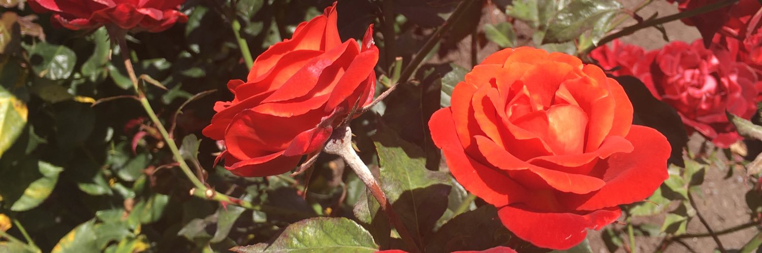 Heather Simpkin ☮️🌻🇺🇦 banner