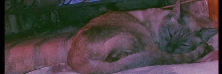 caandedaamico's profile banner image