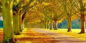 alam_cc's profile banner image