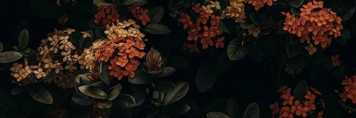 annula6970's profile banner image