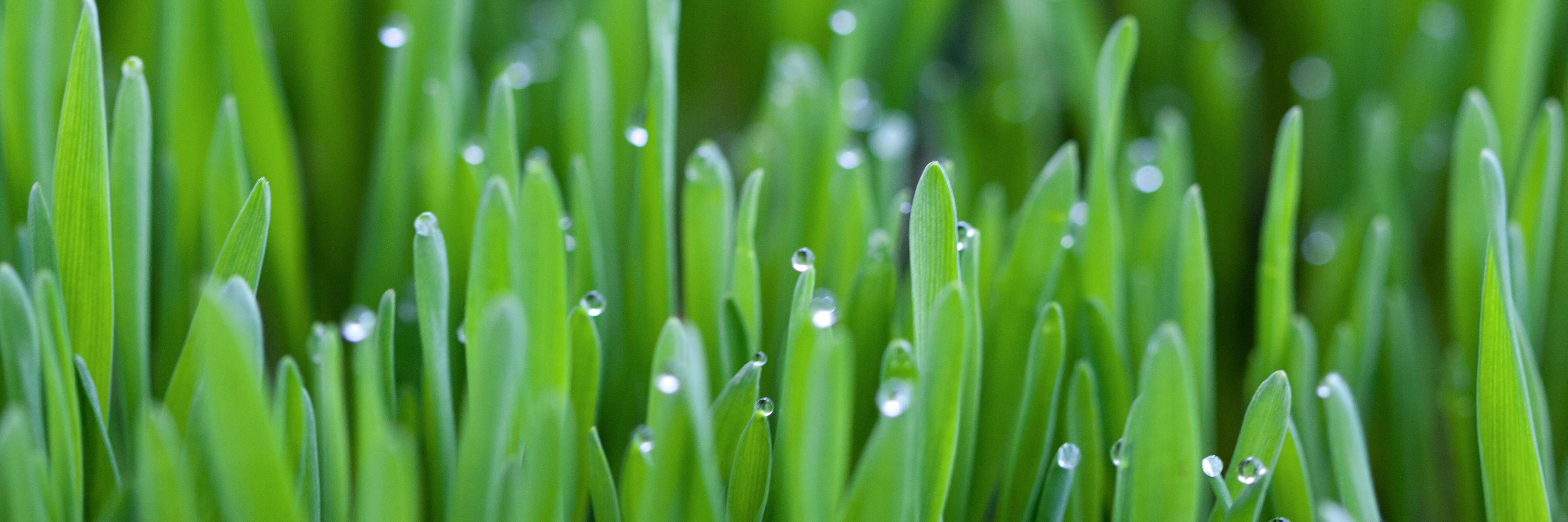 Ashlee Palango banner