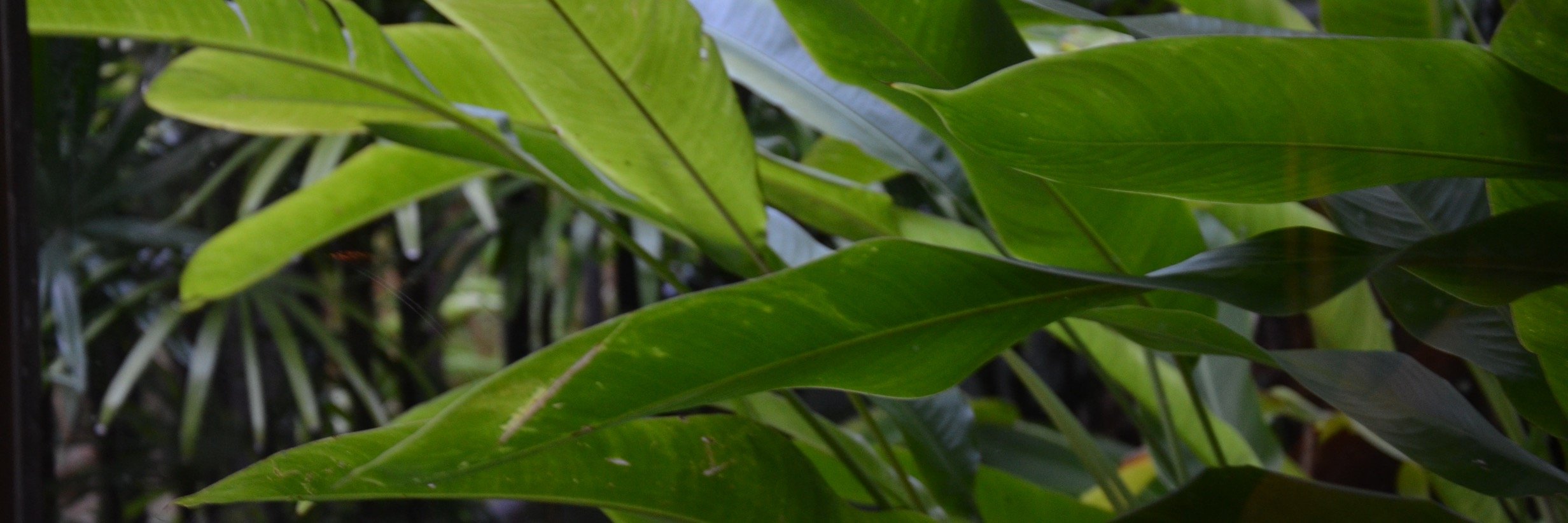 PennaeForchetta's profile banner image