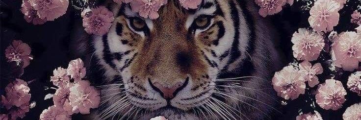 sweetdfangirl's profile banner image