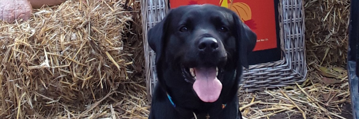 VictoriaKingF1's profile banner image