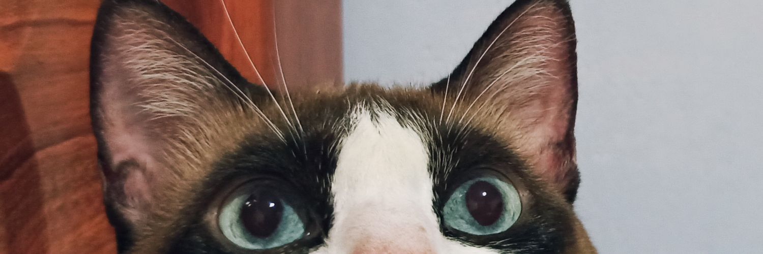 ByFerrero's profile banner image