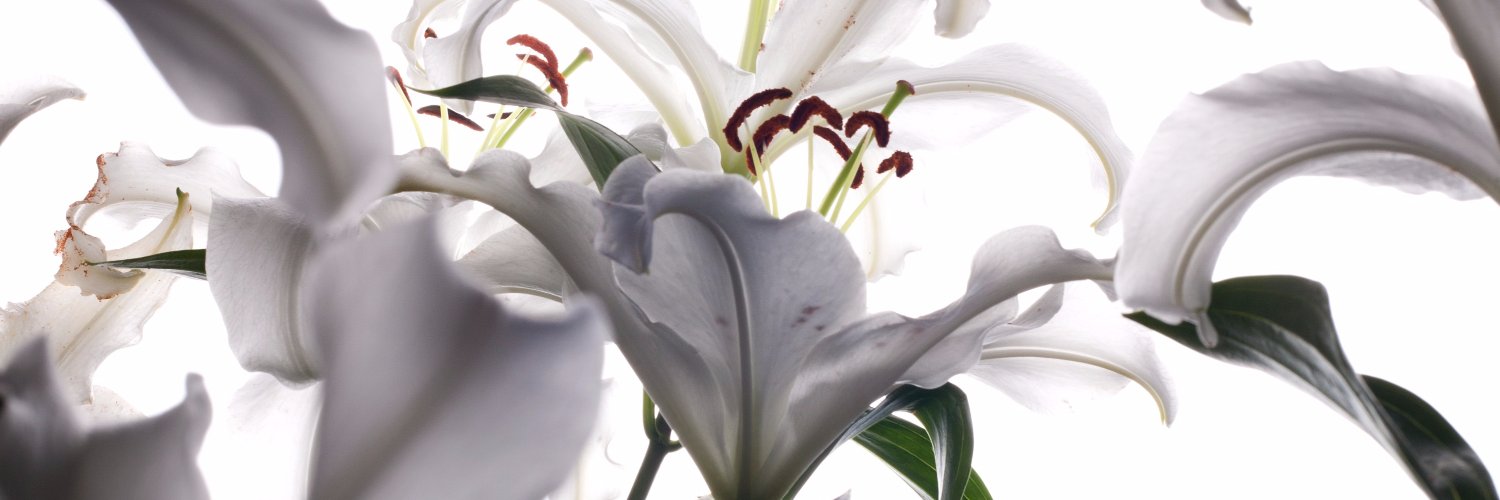 JuliaCuprina's profile banner image