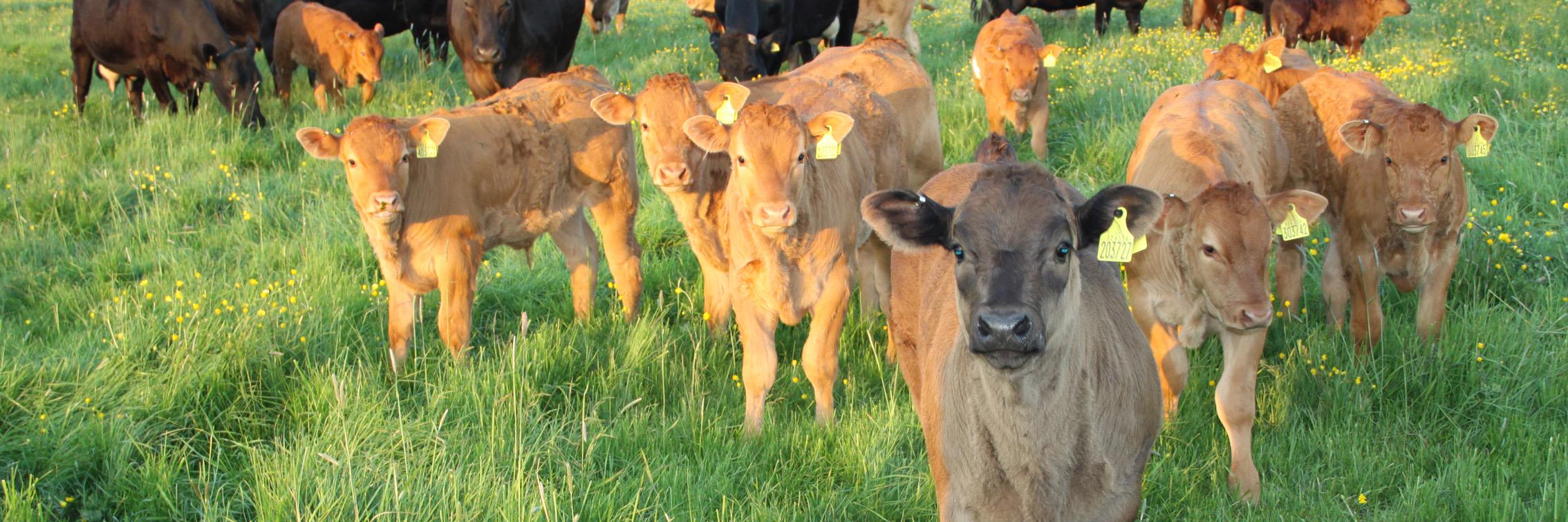 ManorFarmSA's profile banner image