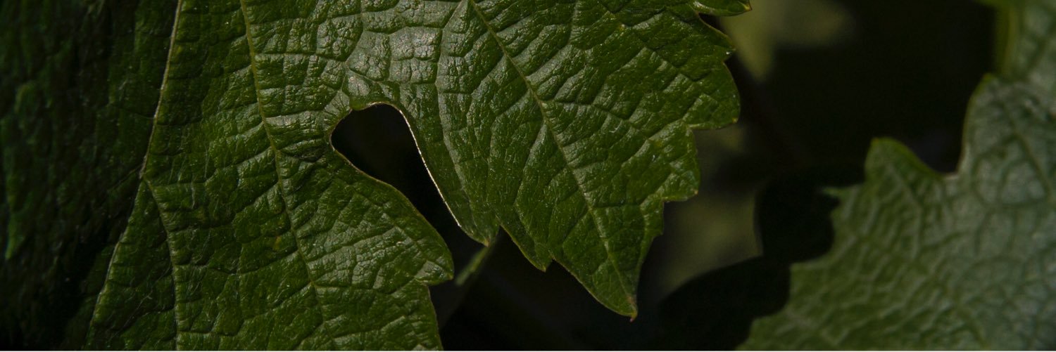 WINERAM's profile banner image