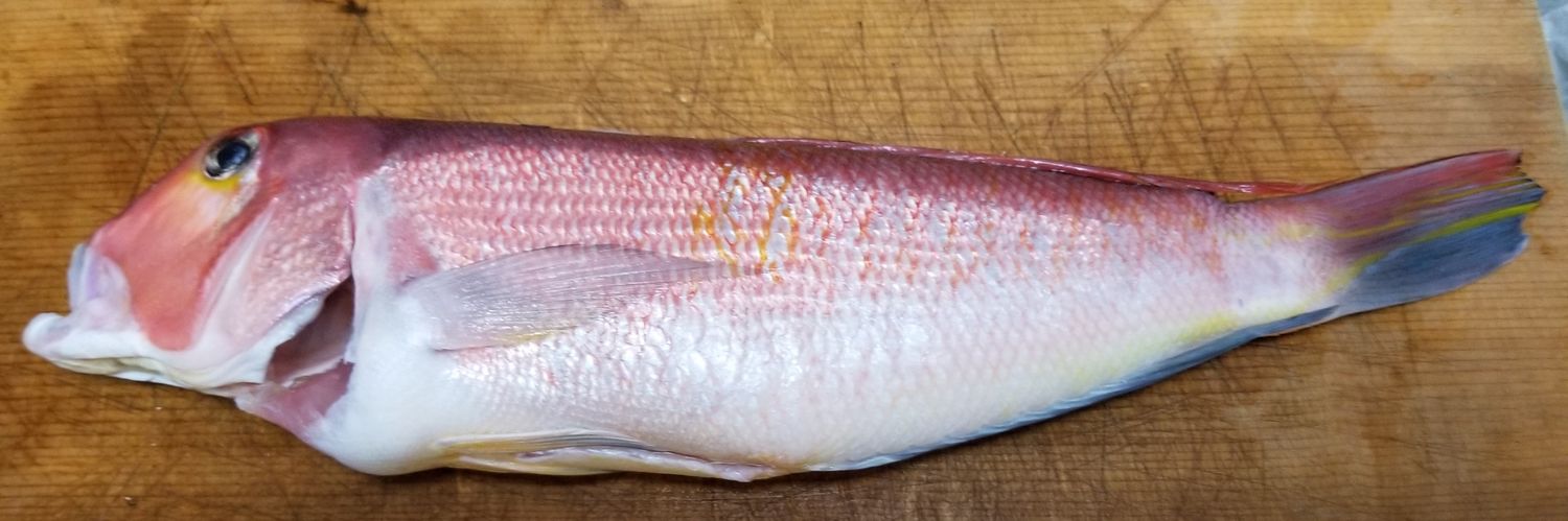 パパっちゴリラ banner