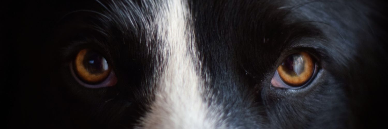 PeraFull's profile banner image