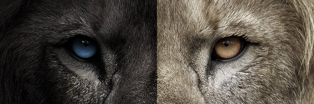 NICO_LLAMA's profile banner image