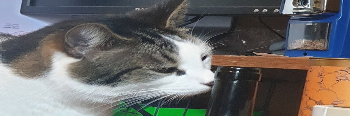 DuckSwagington's profile banner image