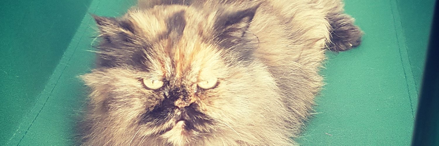 Presidente Dimitido. banner