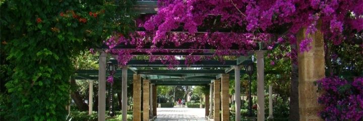 Fernando Soto🏤🚶‍♂️👨‍👩‍👧‍👦/🤓/🍉/🌹 banner