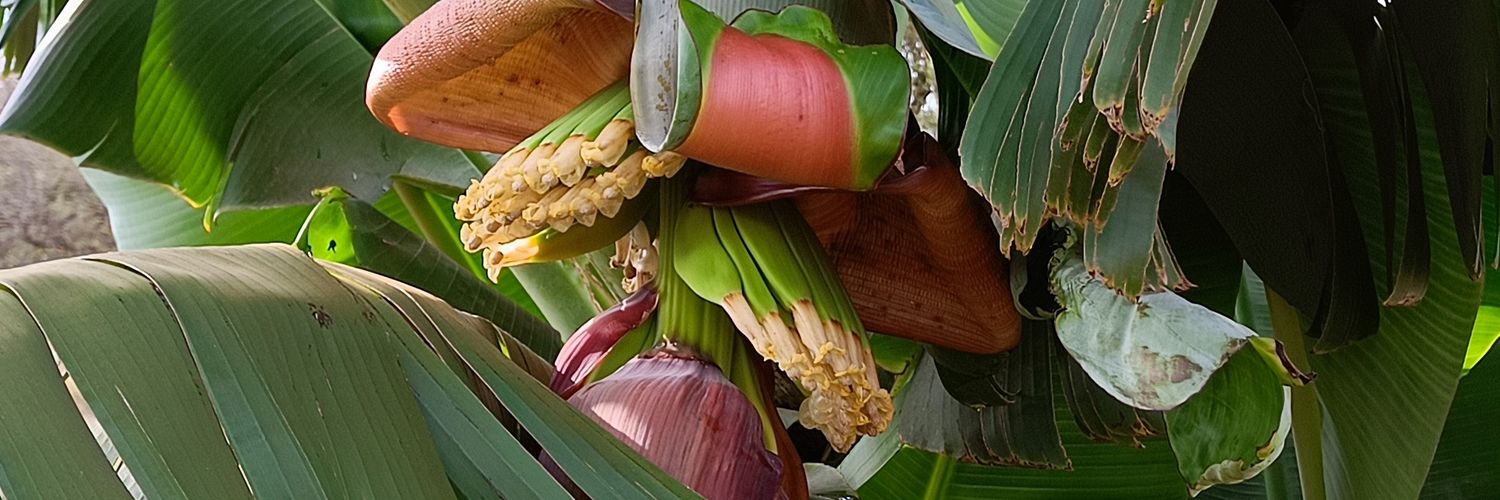 SoynCay's profile banner image