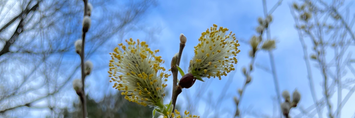Abbie Canning FRSA banner