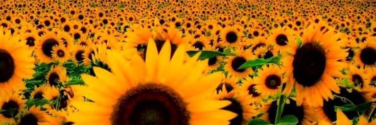 Sweet_dreamer03's profile banner image