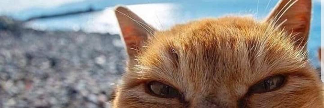 marealta0grau's profile banner image