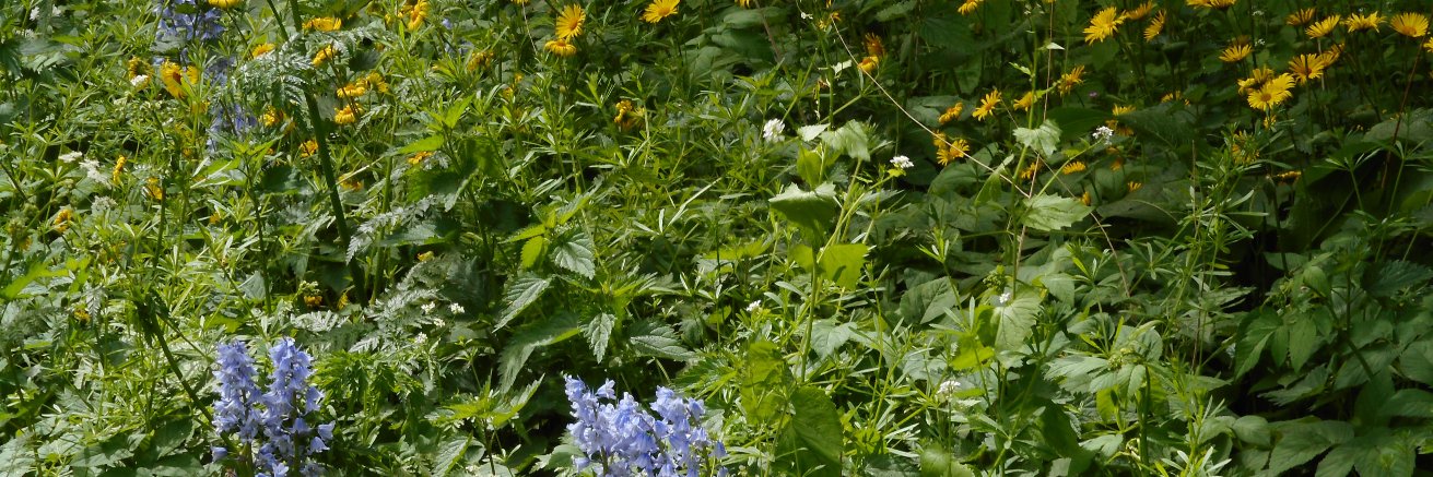 arent van nieukerken banner