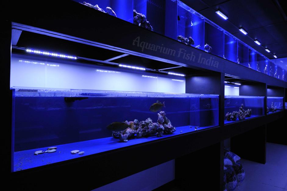 aquariumfishind's profile banner image
