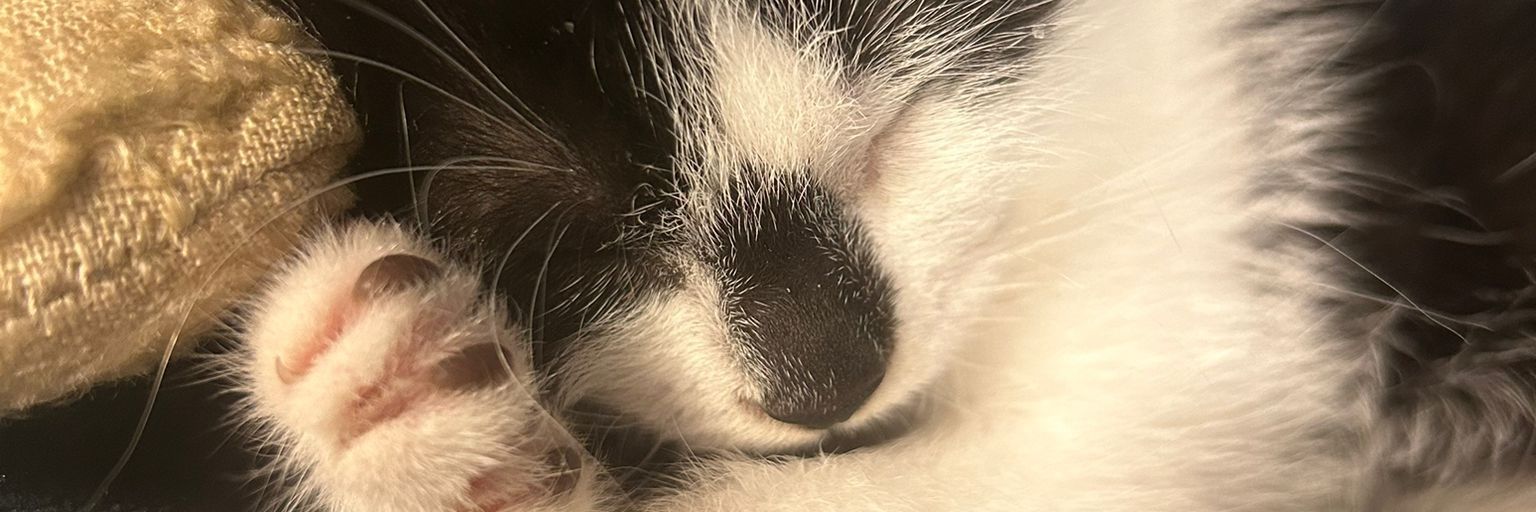 NBCMad's profile banner image