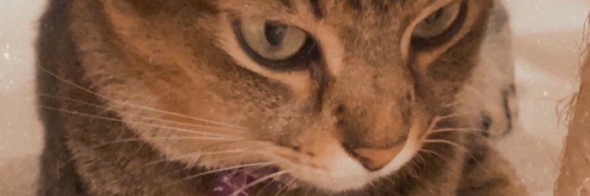 blackkribbons's profile banner image