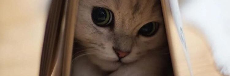 pelinsuee's profile banner image