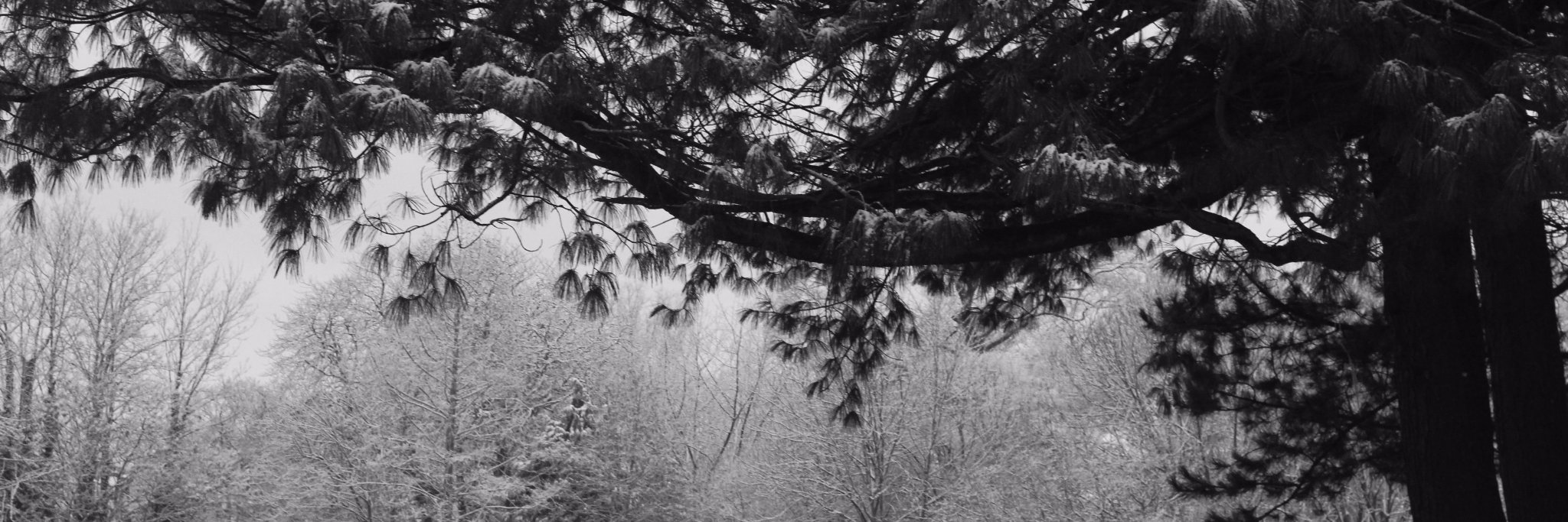 Louisa_bw's profile banner image