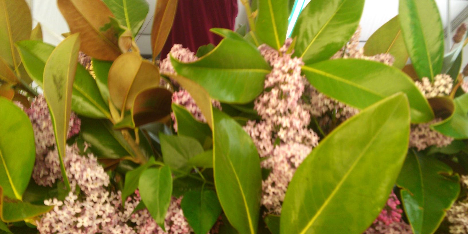 Cofradia Castillos banner