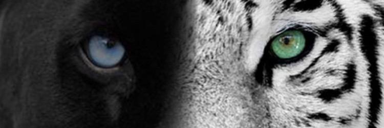 BJWTfoundation's profile banner image