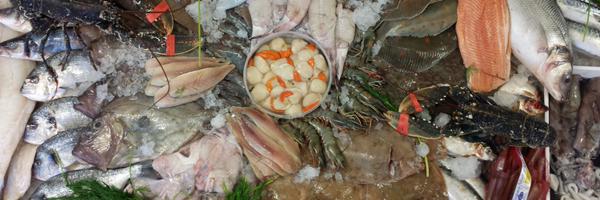 fishgloriousfis Profile Banner