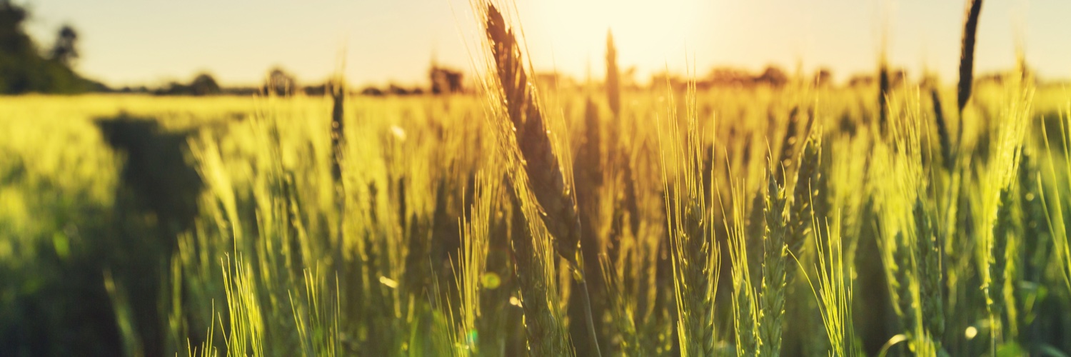 CoeliacInsight's profile banner image
