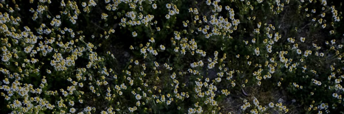 agus_laino's profile banner image