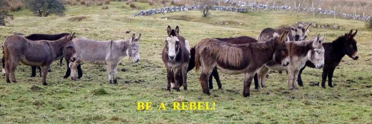 Breffni61's profile banner image