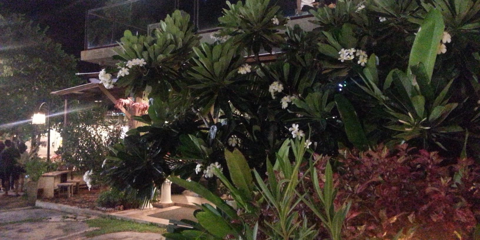 nuttykuffy's profile banner image