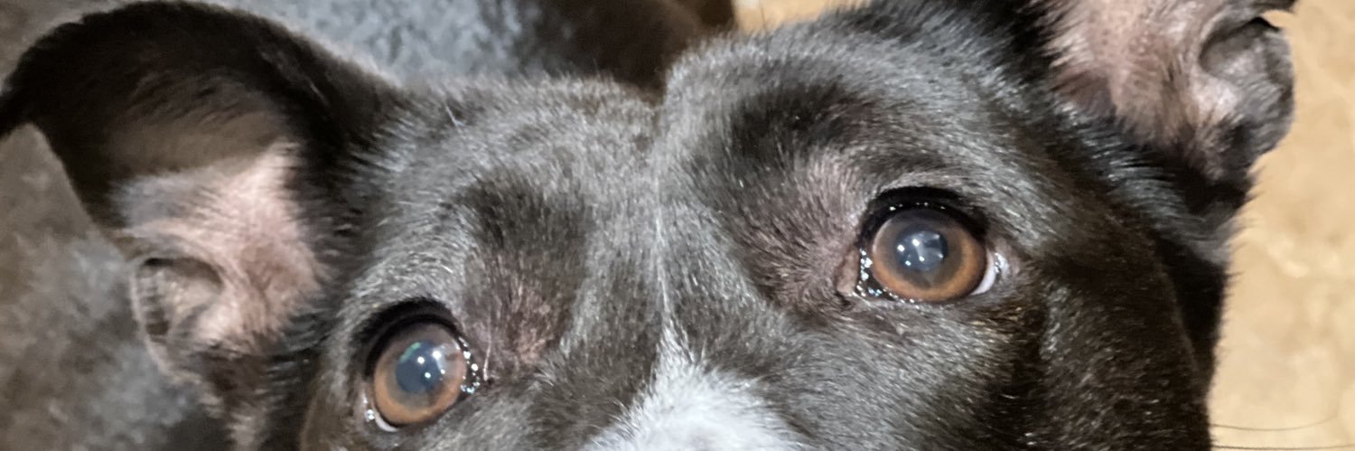 scoobyjacko's profile banner image