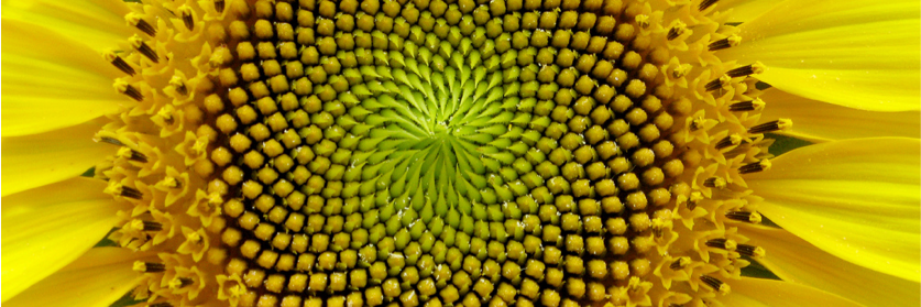 Maria Howard MCCT NPQSL banner