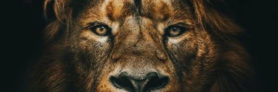 thereal_virtue's profile banner image