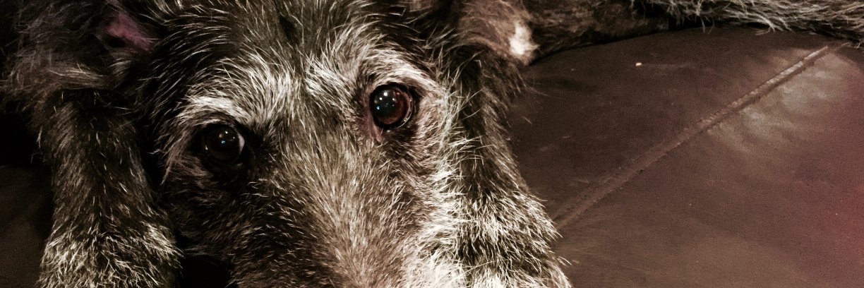 tesspepper's profile banner image