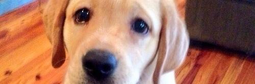 CuddlePup11414's profile banner image