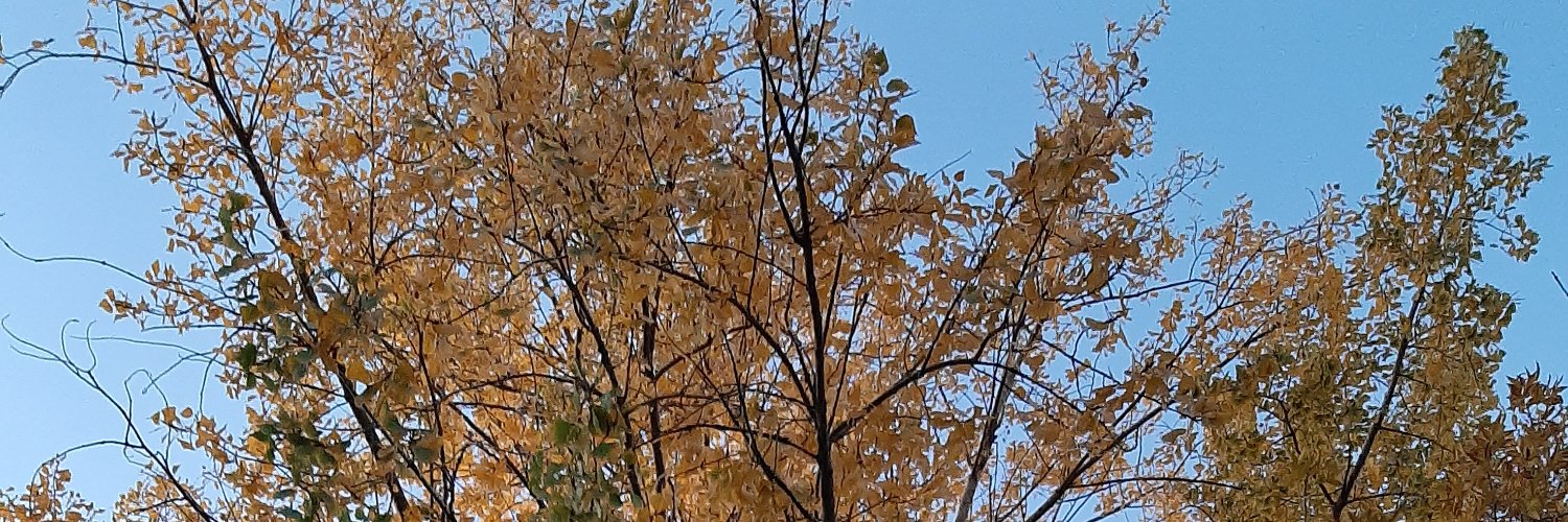 oren_eray's profile banner image