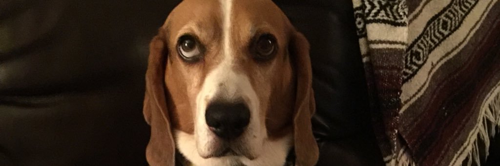 SaveABeagle's profile banner image