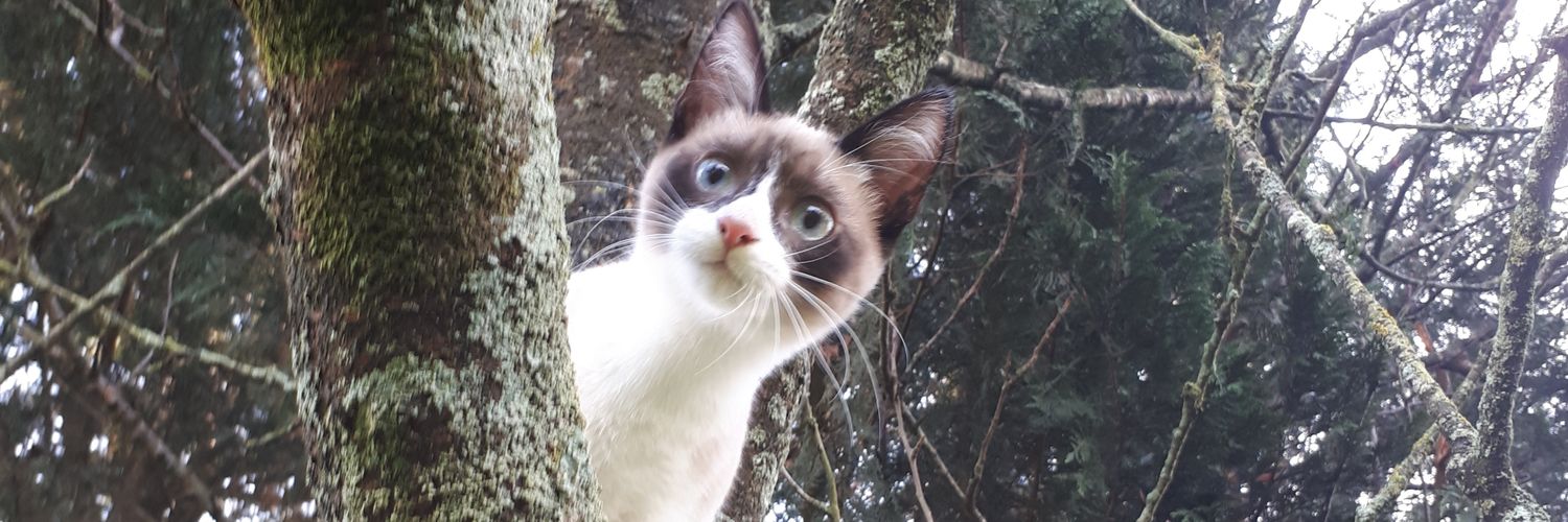 NicoDuBs's profile banner image