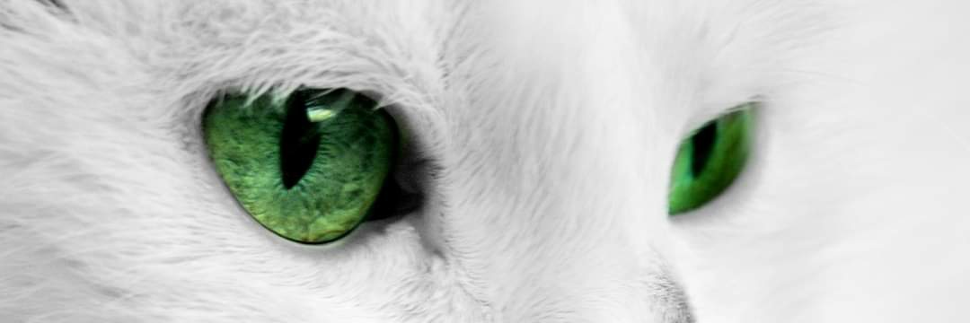MeriUrthaKama's profile banner image