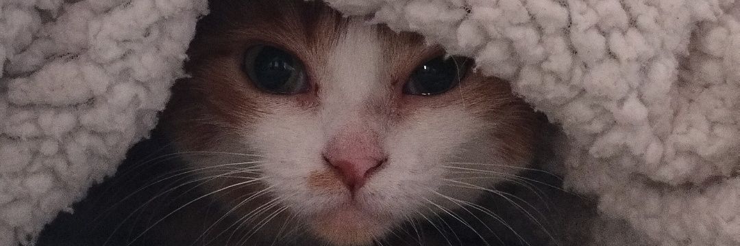 ste_funny0's profile banner image