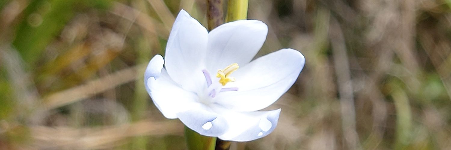 Marthy_Si's profile banner image