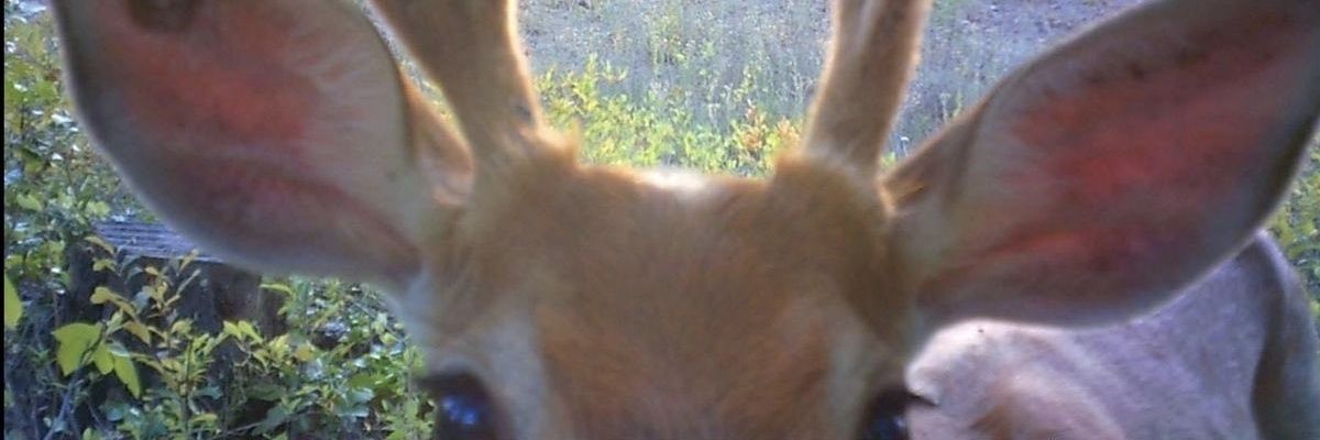 nerowoman's profile banner image