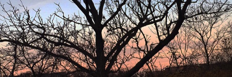 olivia_borgvold's profile banner image