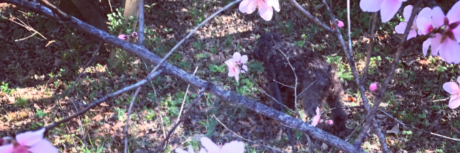 Trixiegrrr's profile banner image