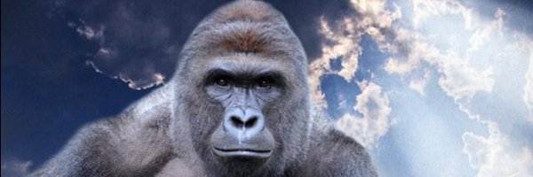 Will_Howard13 Profile Banner